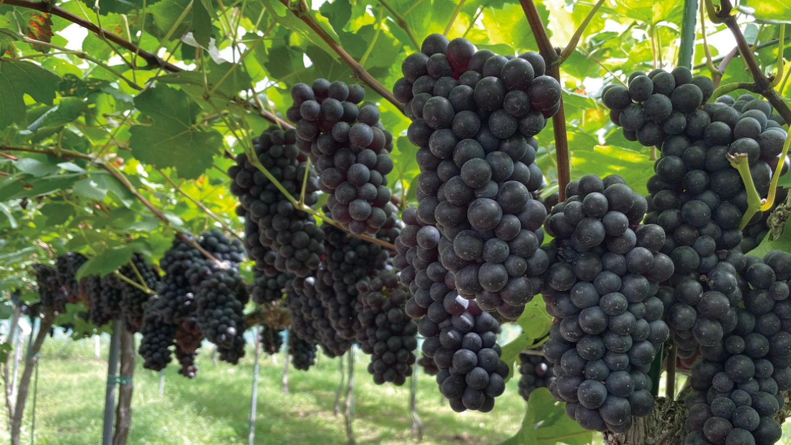 Vinoble Vineyardの葡萄